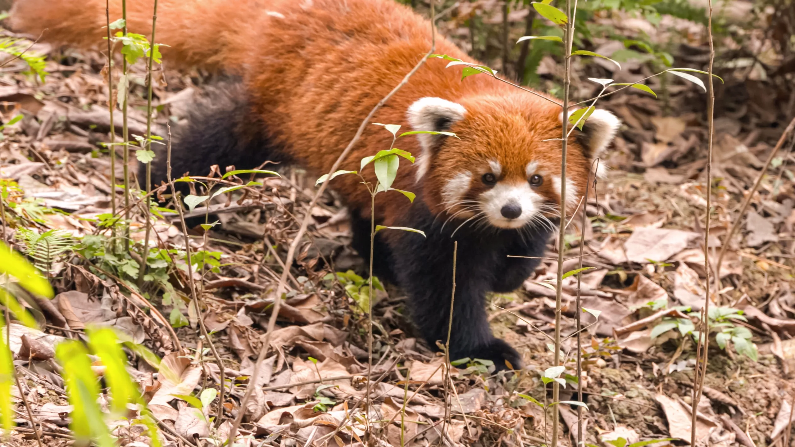 Inside the Enchanted Forests