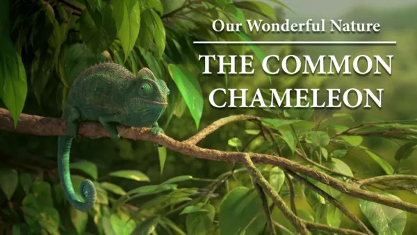 thumbnail - Our Wonderful Nature: The Common Chameleon