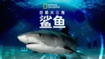 thumbnail - 百慕大三角鲨鱼