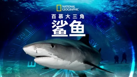 thumbnail - 百慕大三角鲨鱼