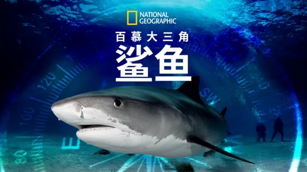 thumbnail - 百慕大三角鲨鱼