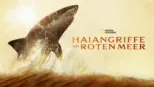 thumbnail - Haiangriffe am Roten Meer