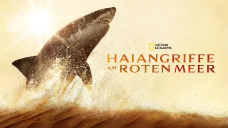 thumbnail - Haiangriffe am Roten Meer