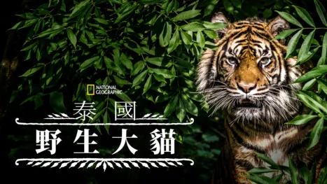 thumbnail - 泰國野生大貓