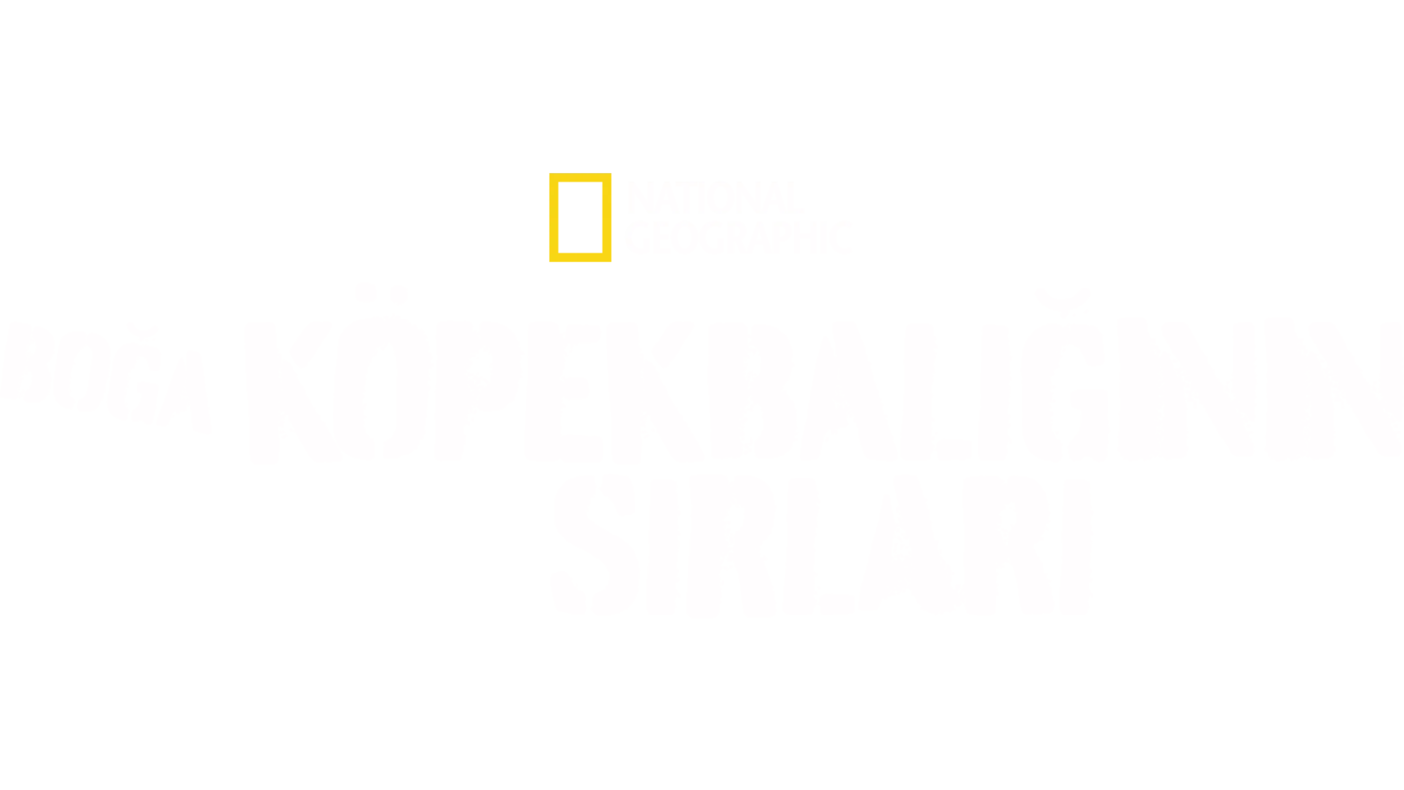 Boğa Köpekbalığının Sırları