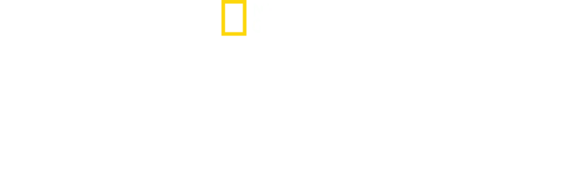 Boğa Köpekbalığının Sırları