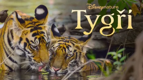 thumbnail - Tygři