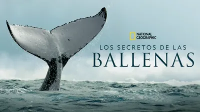 Los secretos de las ballenas