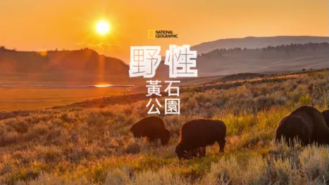 thumbnail - 野性黃石公園