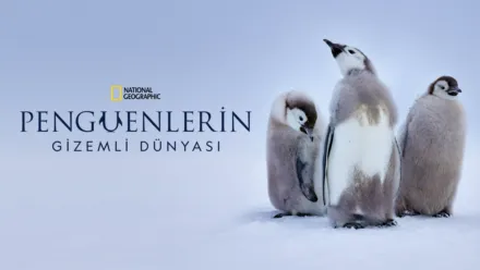 thumbnail - Penguenlerin Gizemli Dünyası