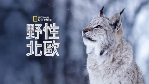thumbnail - 野性北歐
