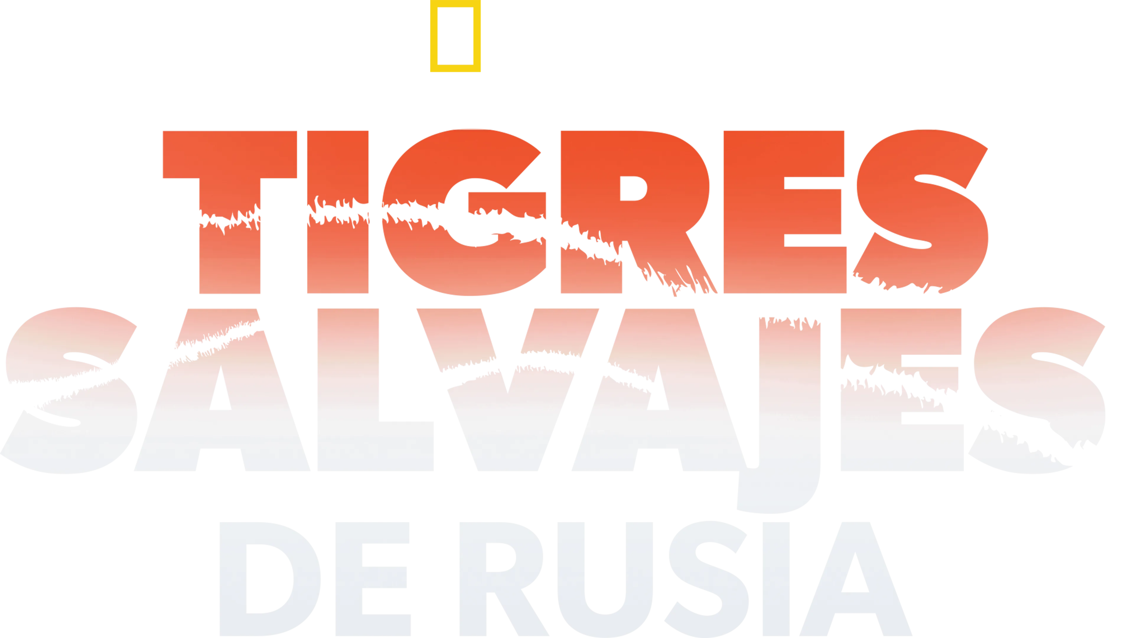 Tigres salvajes de Rusia