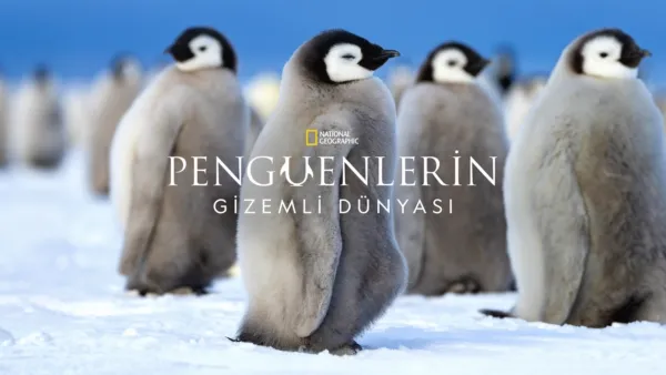 thumbnail - Penguenlerin Gizemli Dünyası