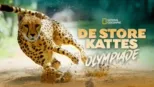 thumbnail - De store kattes olympiade