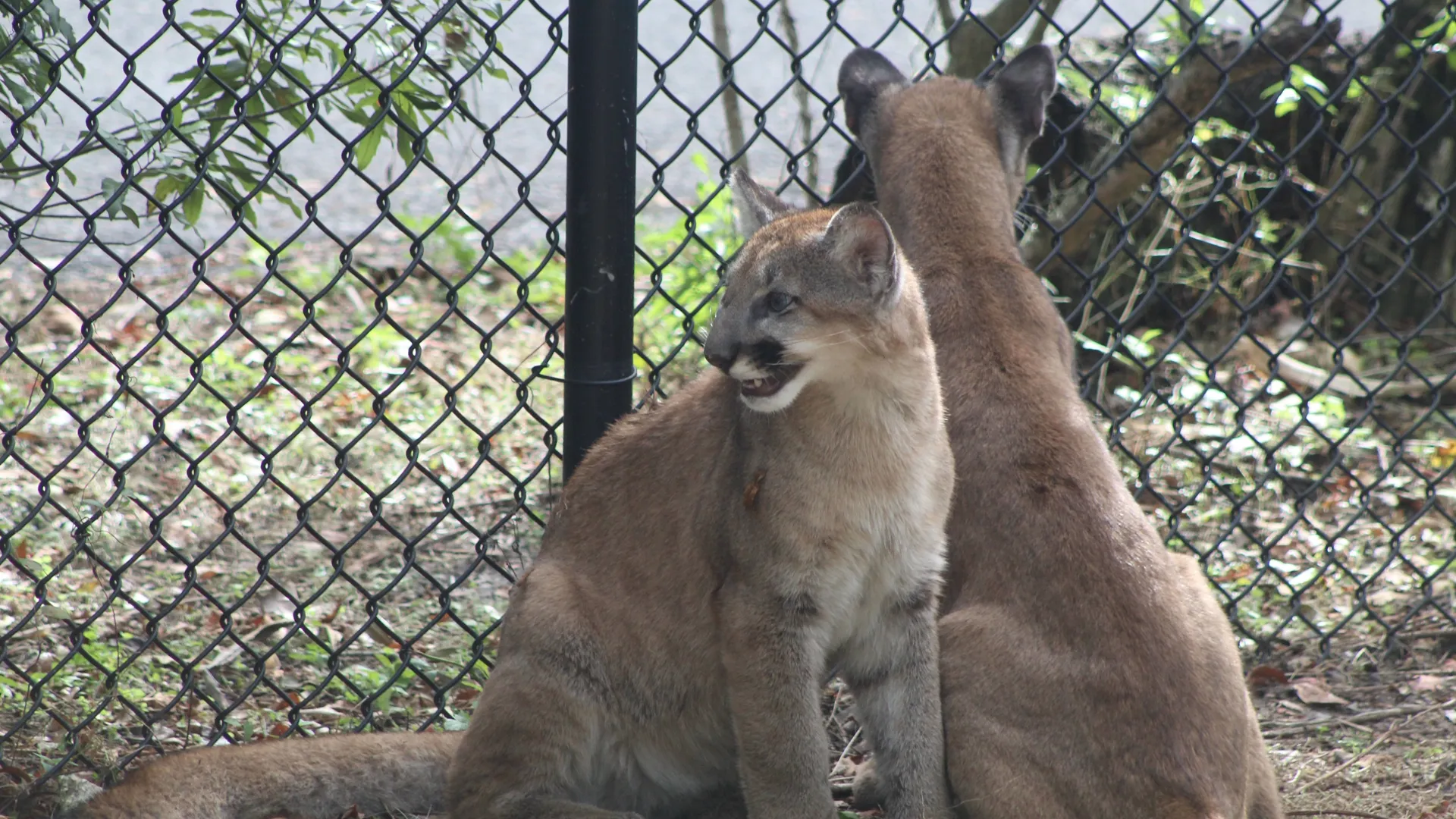 thumbnail - S2:E1 Two and a Calf Kittens