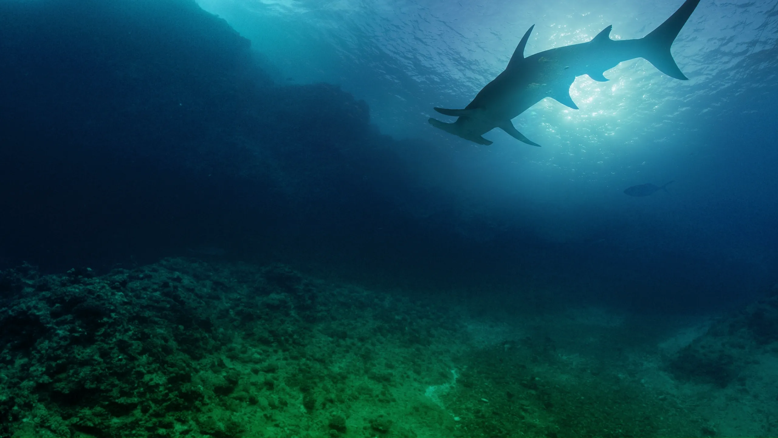 Sharkcano