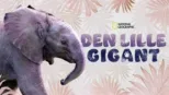 thumbnail - Den lille gigant