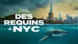 thumbnail - DES BÉBÉS REQUINS EN VILLE