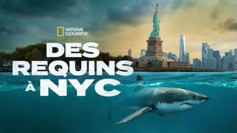 thumbnail - DES BÉBÉS REQUINS EN VILLE