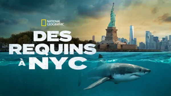 thumbnail - DES BÉBÉS REQUINS EN VILLE