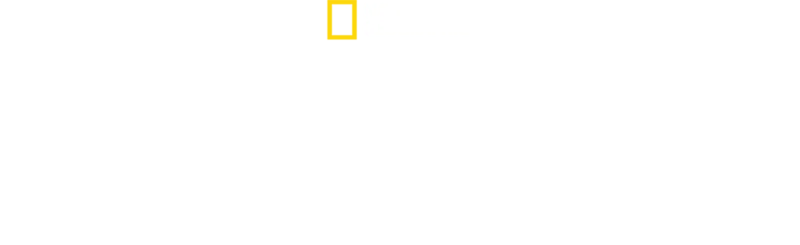 树上有狮子