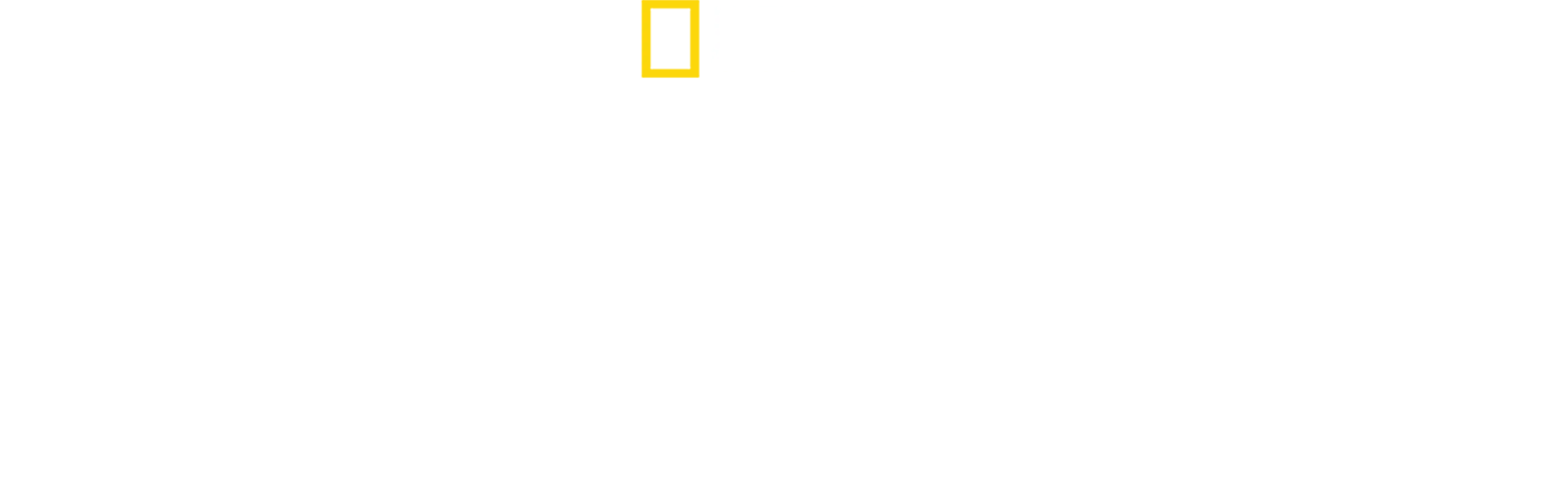 树上有狮子