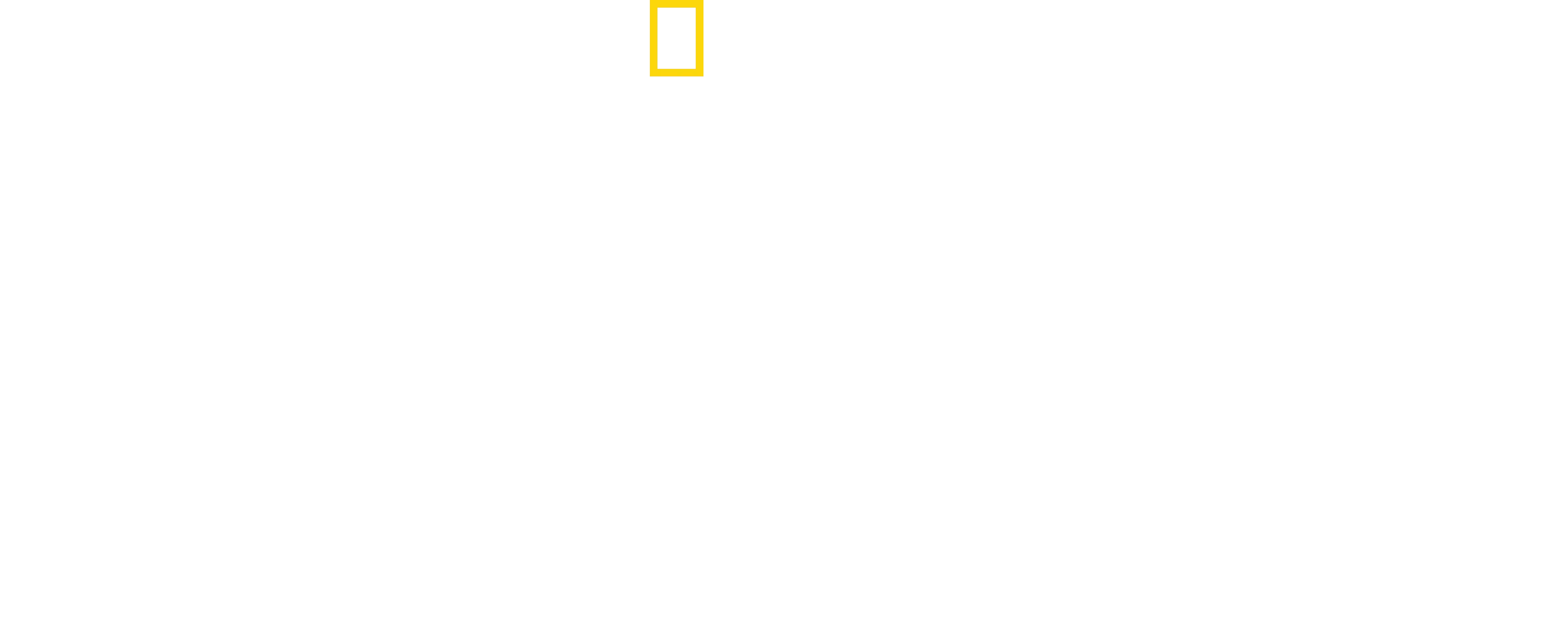Unter Geparden