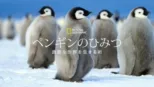 thumbnail - ペンギンのひみつ：過酷な世界を生きる術
