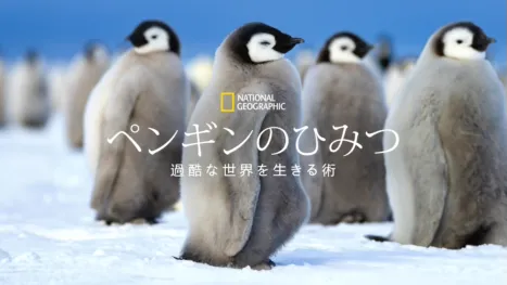thumbnail - ペンギンのひみつ：過酷な世界を生きる術