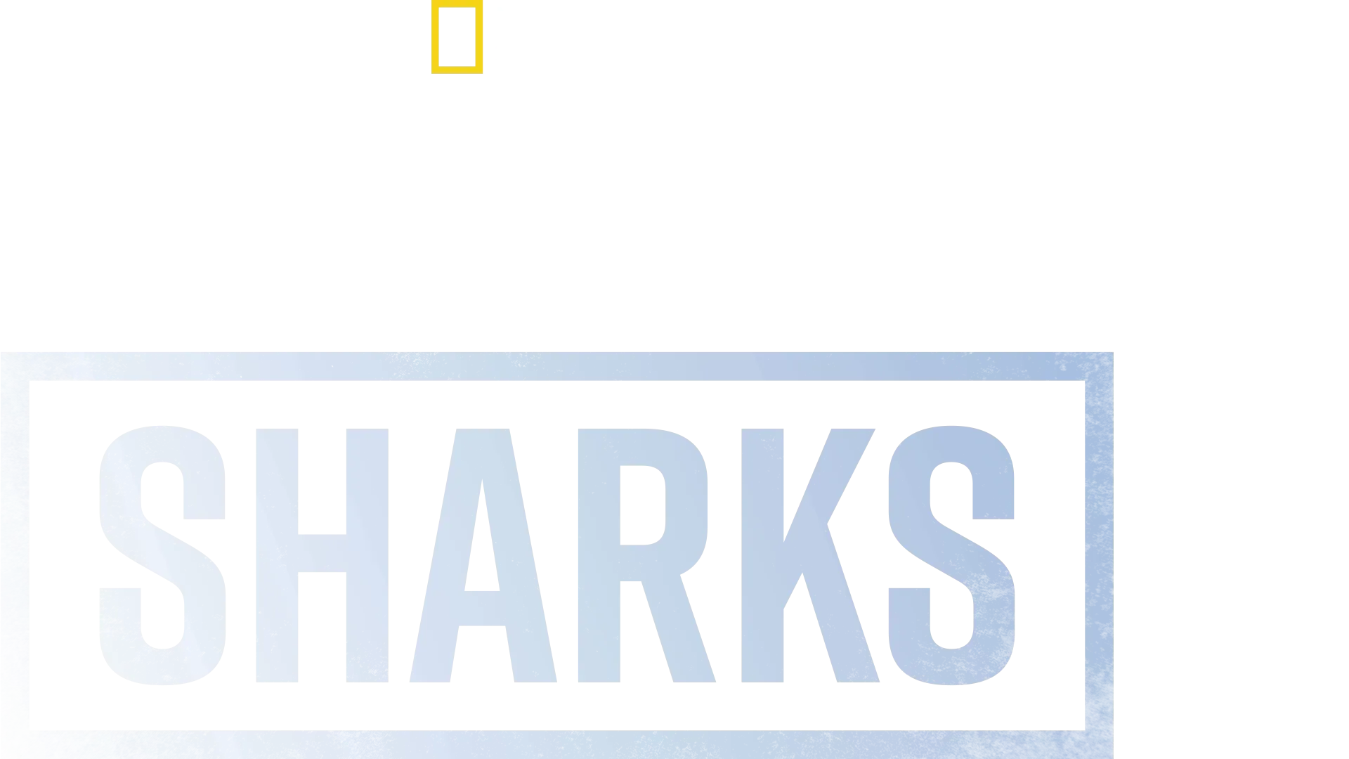 Supersized Sharks