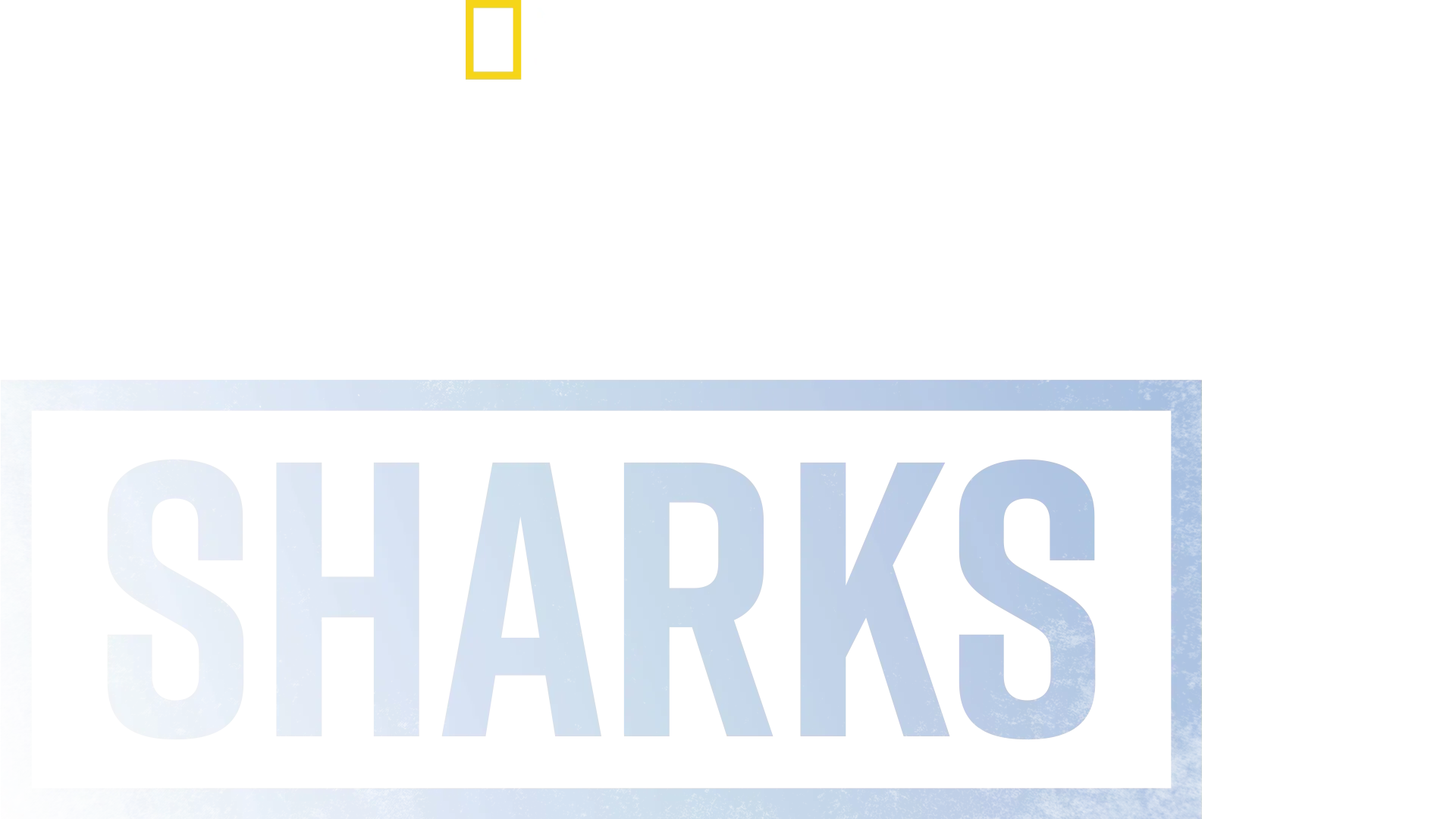 Supersized Sharks
