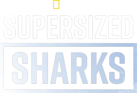 Supersized Sharks