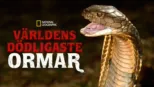 thumbnail - Världens dödligaste ormar