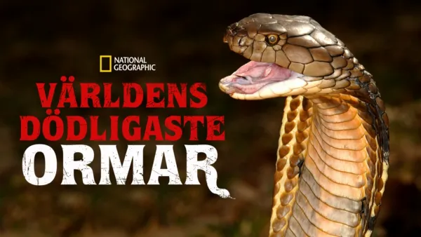 thumbnail - Världens dödligaste ormar