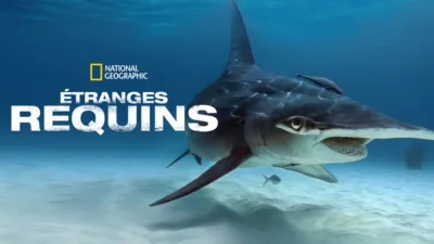 Étranges requins