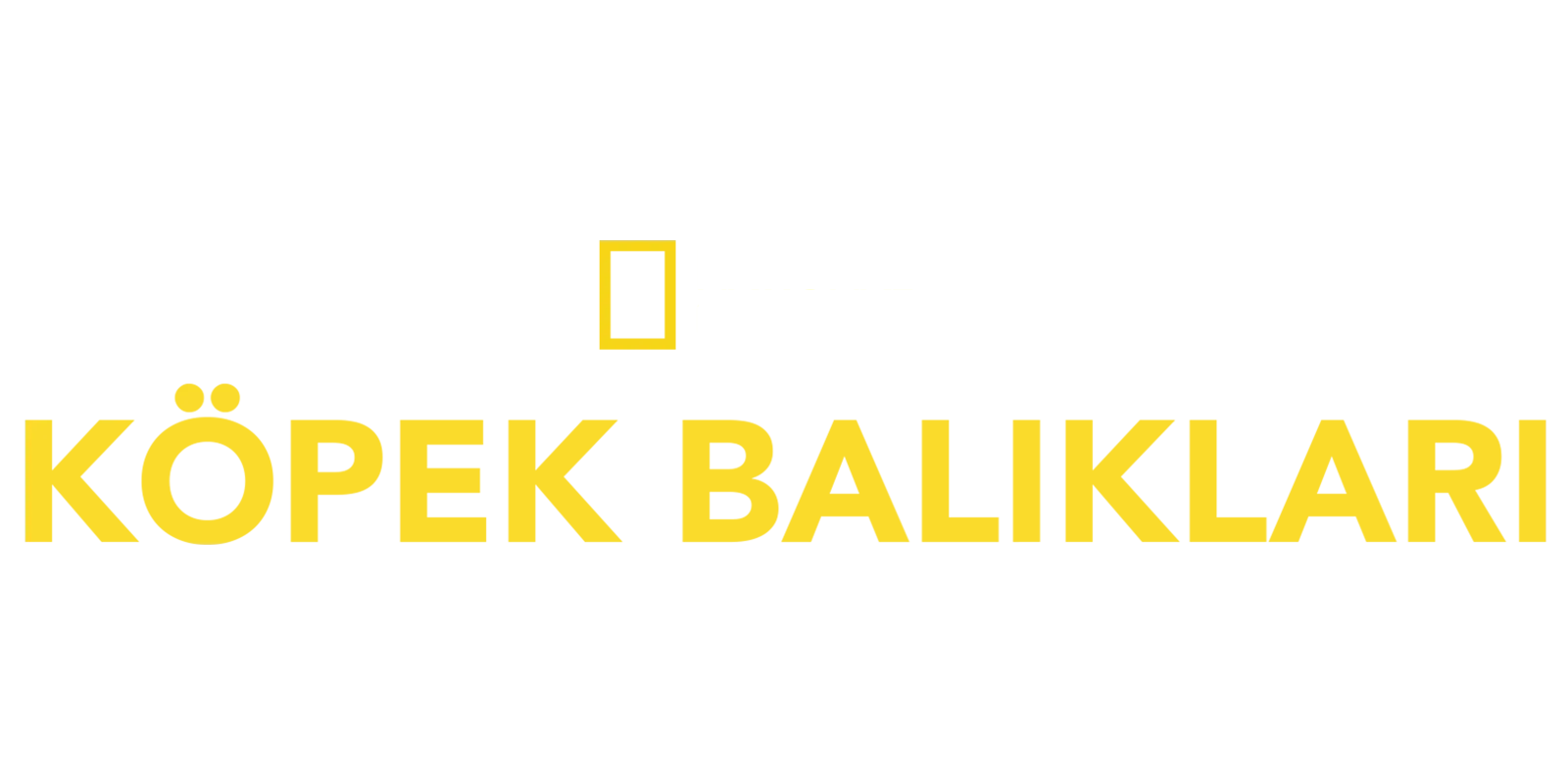National Geographic Köpekbalıkları