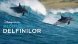 thumbnail - Reciful delfinilor