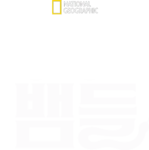 세상에서 가장 치명적인 뱀들
