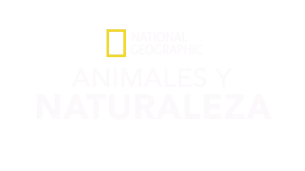 Animales y naturaleza en National Geographic