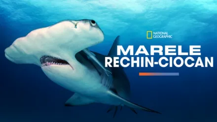 thumbnail - Marele rechin-ciocan