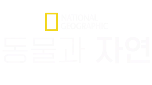 내셔널지오그래픽 동물과 자연
