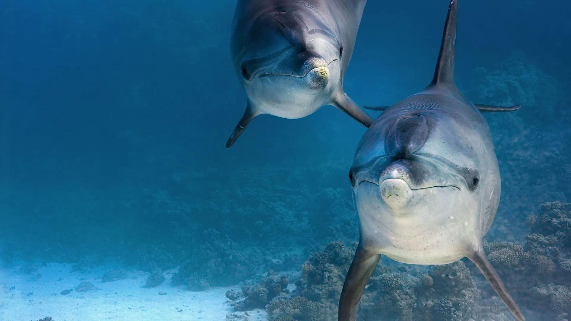 The image shows two bottlenose dolphins swimming close together underwater and facing forward toward the camera in a clear, blue marine environment