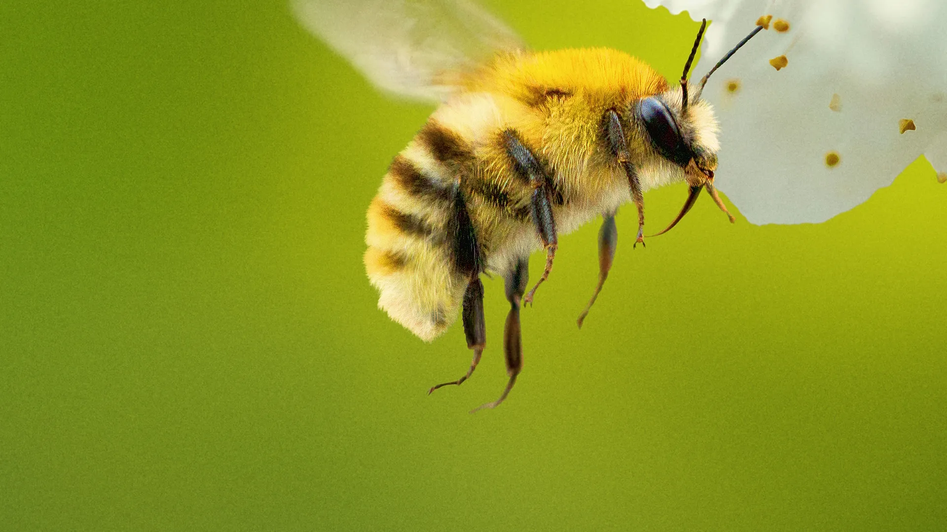 A close-up of a bumblebee approaching a flower
