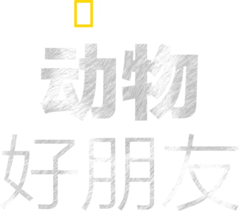动物好朋友