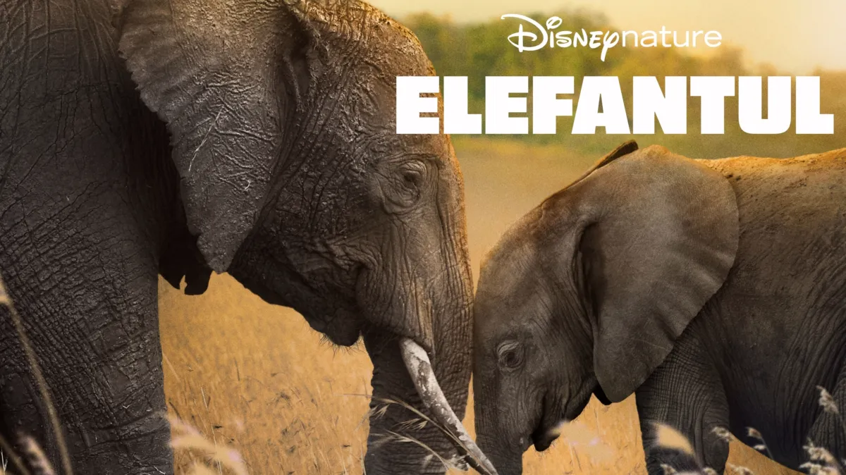 Vizionează Elefantul | Disney+