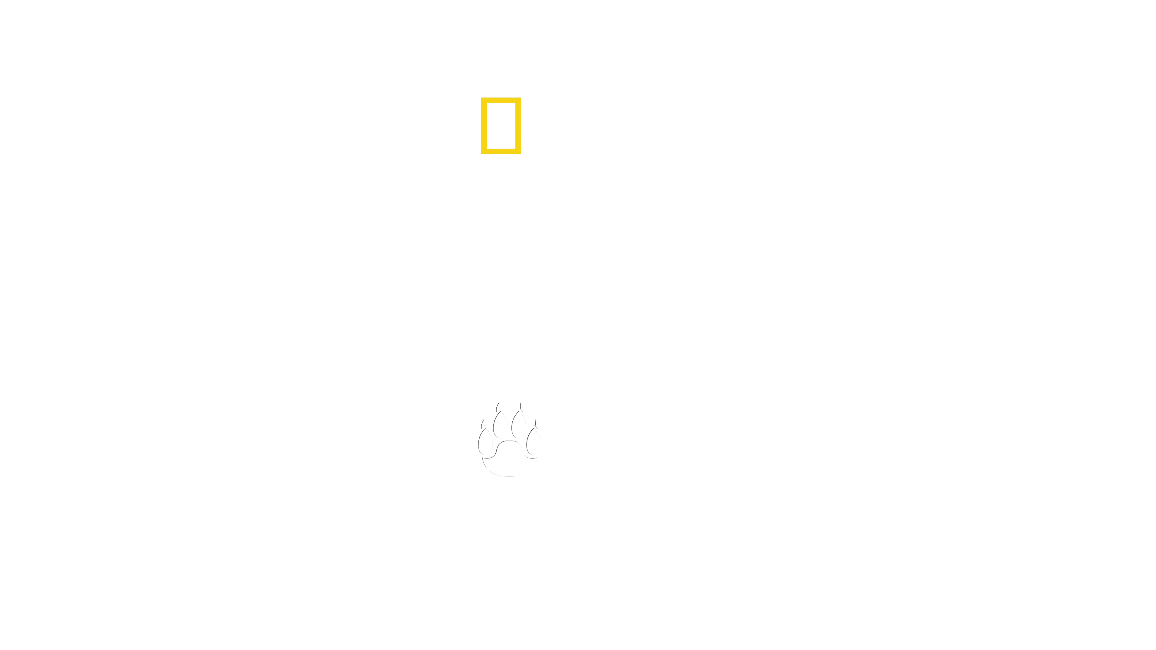 Au milieu des guépards