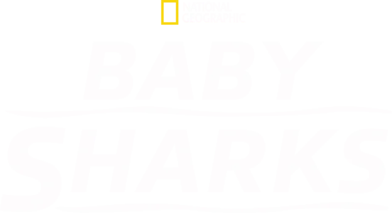 Baby Sharks