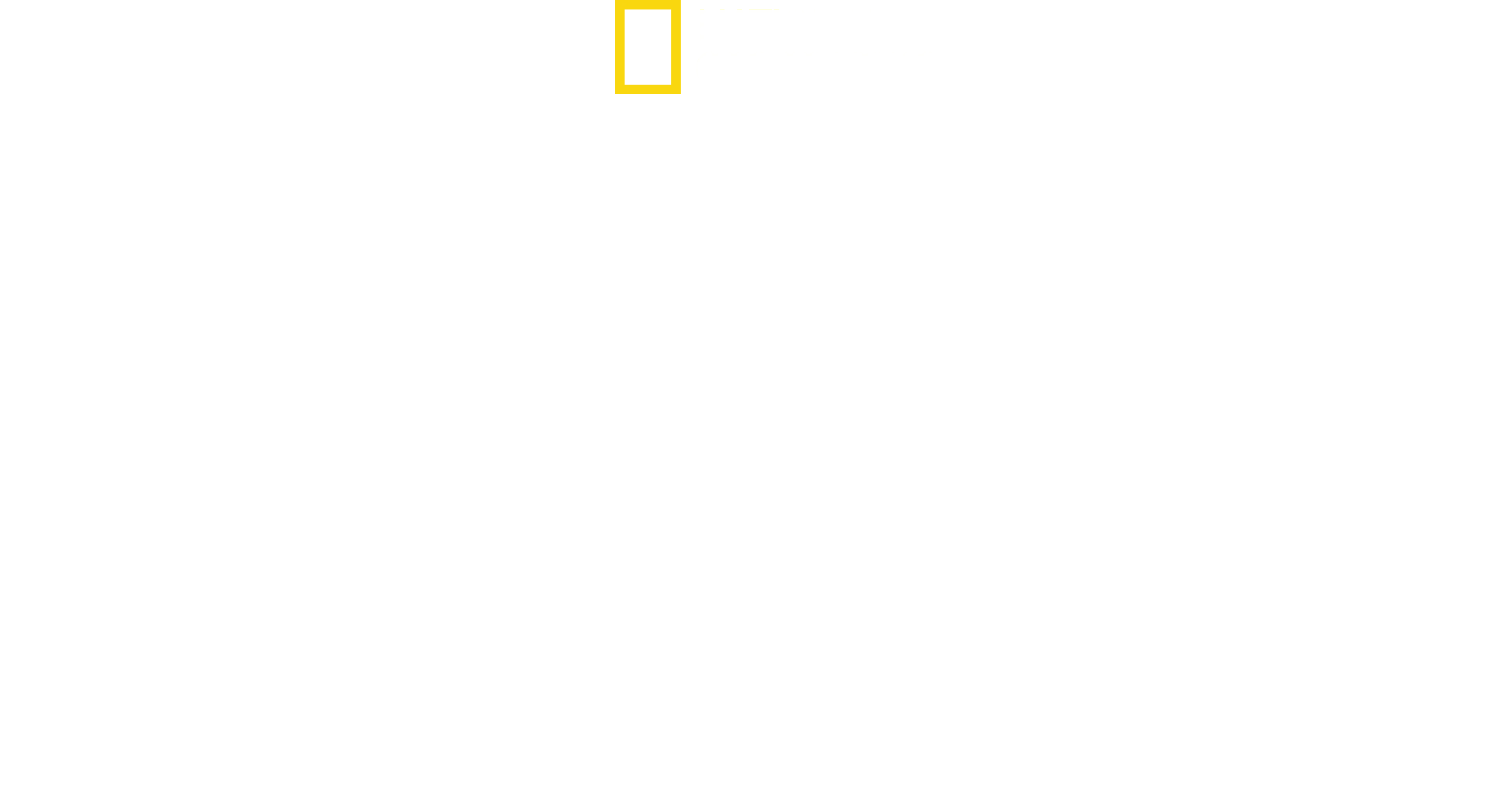 Baby Sharks