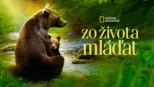 thumbnail - Zo života mláďat