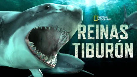 thumbnail - Reinas tiburón